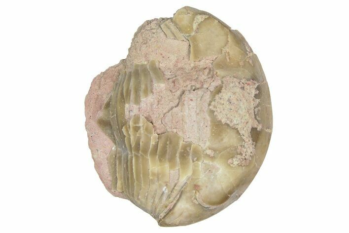 Bargain, Enrolled Illaenus Trilobite Fossil - Russia #363276